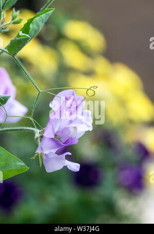 Cresciuto in una varietà di colori e con un magnifico profumo, piselli dolci sono sempre una scelta popolare per il tradizionale English Garden cottage Foto Stock