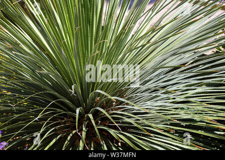 Dasylirion wheeleri. Deserto pianta messicana con pungenti foglie lunghe. Bella e verde sfondo floreale. Foto Stock