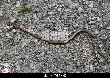 Un piccolo serpente esamina la strada di ghiaia. Foto Stock