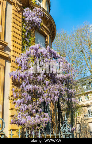 Edificio con violetta vine a Metz, Francia Foto Stock