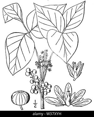 Illustrazione botanica di Toxicodendron radicans dal 1913. Foto Stock