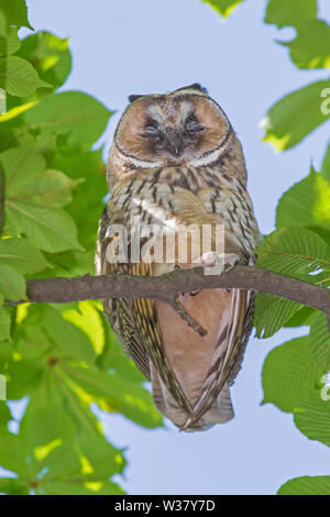 Chiusura del gufo che dorme sul ramo del castagno a giorno di estate Foto Stock