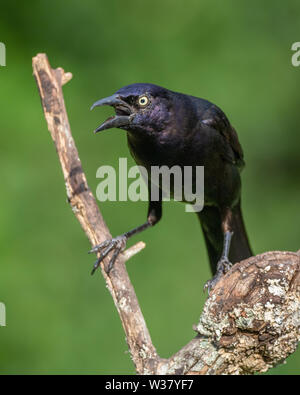 Comune Grackle Foto Stock