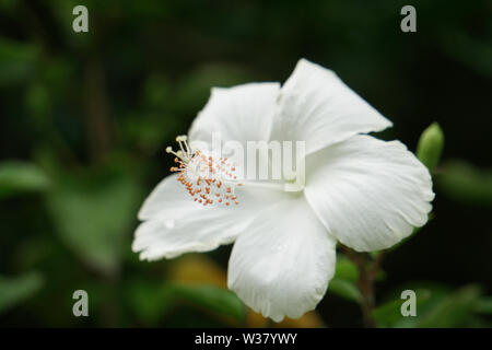 Bianco Fiori di ibisco dark blur sullo sfondo Foto Stock