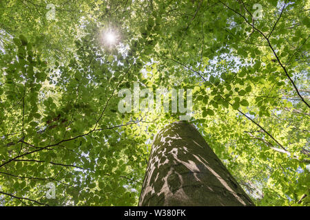 La tettoia di un bosco di latifoglie Foto Stock
