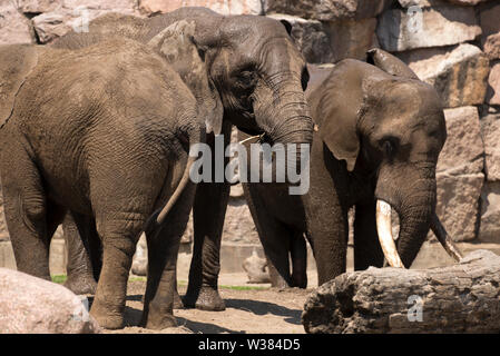 L'elefante africano (Loxodonta africana) Foto Stock