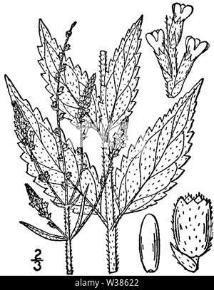 Illustrazione botanica di Verbena urticifolia dal 1913. Foto Stock