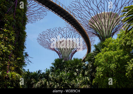Singapore, giardini dalla baia, Supertree Grove, Man-made giardini verticali fino a 16 piani di altezza. Vista dall'OCBC Skyway. Foto Stock