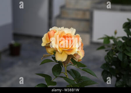 Bella rosa cresce nel giardino vicino alla casa. Foto Stock
