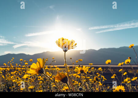 Il deserto fiorirà girasoli al tramonto, il Parco Nazionale della Valle della Morte, California Foto Stock