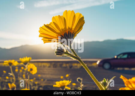 Il deserto fiorirà girasoli al tramonto, il Parco Nazionale della Valle della Morte, California Foto Stock