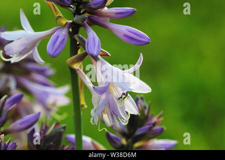 Blooming hosta fiore nel giardino estivo. Bellissimi fiori viola di Hosta Lancifolia su sfondo verde Foto Stock