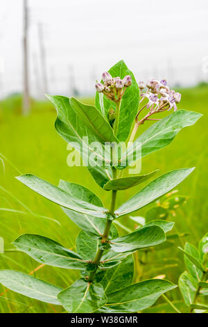 Fioritura viola fiore di corona, Milkweed Gigante, Calotropis gigantea, Giant Calotrope fiore Foto Stock