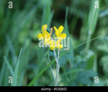 Close up di Lotus corniculatus fiore, nomi comuni includono comuni di Trifoglio del piede dell'uccello, uova e pancetta e proprio Trifoglio del piede dell'uccello Foto Stock