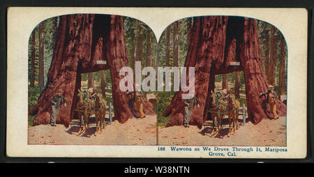 Wawona, come abbiamo guidato attraverso di esso, Mariposa Grove, Cal, da Robert N Dennis raccolta di vista stereoscopica Foto Stock