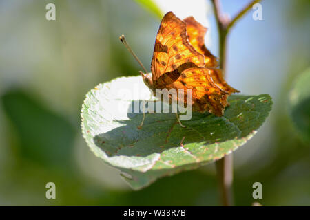 Nymphalis xanthomelas, giallo-gambe tartaruga, farfalla sulla foglia Foto Stock