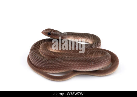 Il nuovo di muschio Caledonian gecko isolati su sfondo bianco Foto Stock