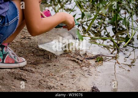 Ragazza che cattura un rospo nella sua scatola di plastica vicino al acqua Foto Stock