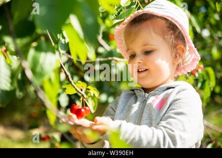 Ragazza carina la raccolta delle ciliegie in giardino Foto Stock