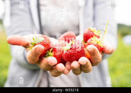 Primo piano della mano che tiene le fragole nel campo Foto Stock