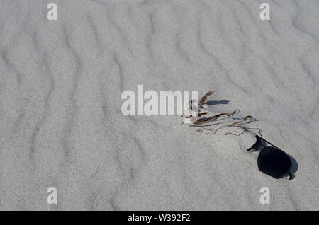 Occhiali da sole sulla spiaggia di sabbia bianca. Parzialmente avvolto da sabbia sabbie in un batter secca di alghe. Foto Stock