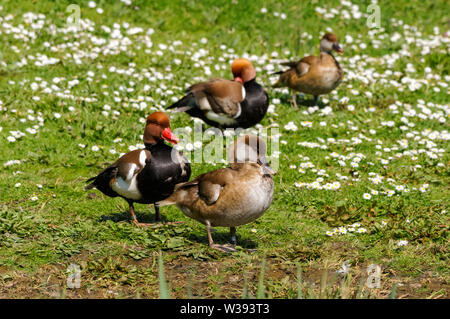 Due maschi e due femmine del rosso-crested pochard Foto Stock