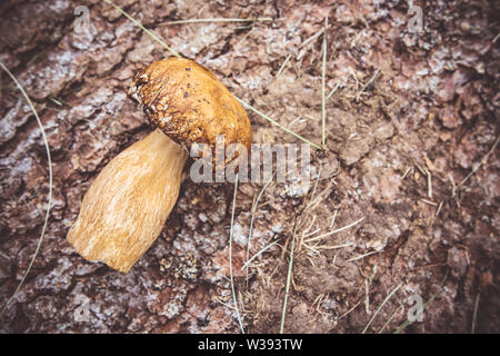 Funghi selvatici commestibili su marrone corteccia di albero dello sfondo. La natura e il cibo sano concetto. Foto Stock