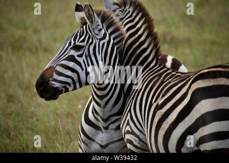 Due zebre abbracciando nella boccola del Kenya. Essi sono tra centinaia di zebre che vagano vi. Preso mentre su safari nel maggio del 2019. Foto Stock