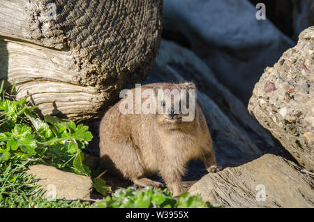 Cape hyrax (Procavia capensis) o dassie, avente la termoregolazione incompleta si riscalda su roccia nel Tsitsikamma National Park in Sud Africa Foto Stock