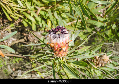 Testa di fiori con una frangia di nero che intergrades al bianco del Protea neriifolia o oleanderleaf protea nella parte meridionale costiera gamme della montagna su Foto Stock