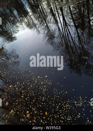 La riflessione di alberi in un lago con una crosta di ghiaccio. Caduto l'autunno giallo, verde, marrone foglie di acero e betulla nell'acqua. Indigo stagno in un misto di f Foto Stock