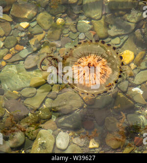 Compass meduse. Chrysaora hysoscella in acqua poco profonda Foto Stock