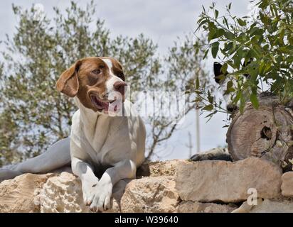 Stray o agriturismo dog sitter su pietre a secco la parete fissando in lontananza. Attaccare fuori la sua lingua per raffreddare. Foto Stock
