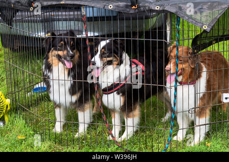 Dog agilità di dimostrazione di vecchio stile 4 di luglio celebrazione ,Fonthill Castello, Doylestown , PA, Stati Uniti d'America Foto Stock