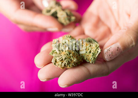 Mani boccioli di Cannabis, essiccate di marijuana, Weed Foto Stock