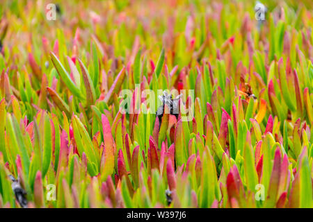 Succulente crescendo come erba con frange di colore rosso nei pressi di una spiaggia Foto Stock