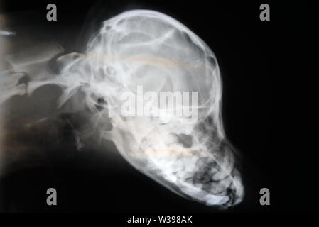 Raggi X del cranio del cane. Questioni veterinarie immagine a raggi x . Foto Stock