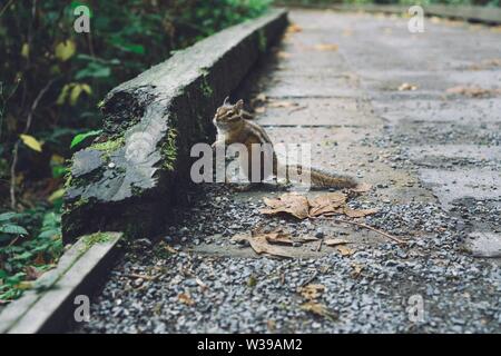 Primo piano di un simpatico scoiattolo bello in piedi su rocce vicino a una foresta Foto Stock