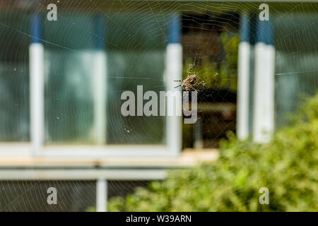 Argiope trifasciata spider nascosto nel centro del suo web montagne. Close up, offuscata sfondo naturale. Tenerife, Isole Canarie. Foto Stock