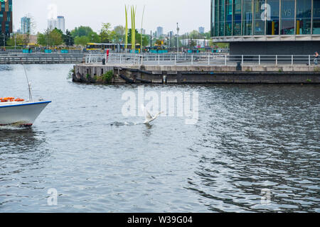 Manchester, Regno Unito - 24 Aprile 2019: un cigno si toglie le acque del canale di Manchester di fronte una barca a Salford Quays in maggiore ma Foto Stock
