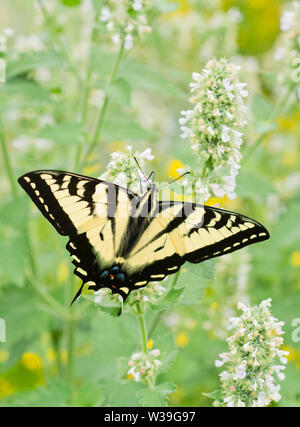 Western Tiger coda forcuta farfalla (Papilio rutulus), in erba gatta fiori, Winthrop, Washington Foto Stock
