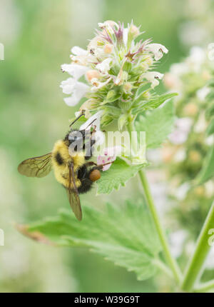 Semi-black Bumble Bee (Bombus vagans) alimentazione in erba gatta fiori Foto Stock