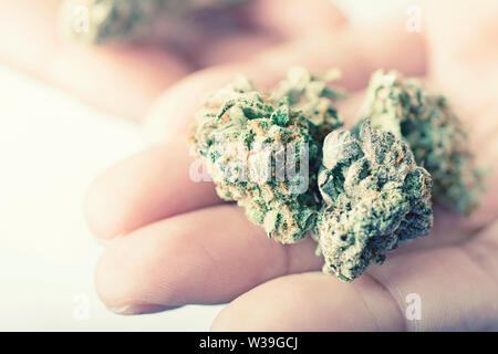 Mani boccioli di Cannabis, essiccate di marijuana, Weed Foto Stock