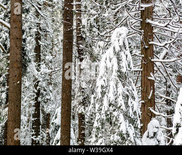 Close-up sulla coperta di neve alberi di conifere in Yosemite National Park, California, USA, piegata con il peso della neve, Foto Stock