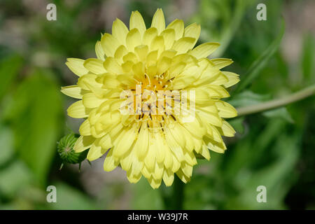 Dente di Leone Texas Foto Stock