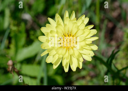 Dente di Leone Texas Foto Stock