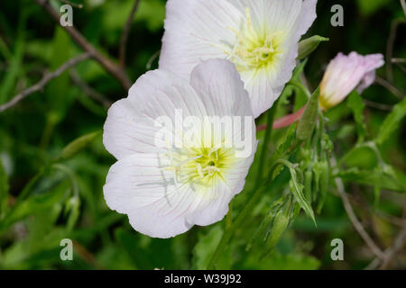 Rosa di enagra Foto Stock