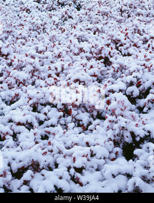 Stati Uniti d'America, Washington, Mt. Rainier National Park, inizio autunno sulla neve caduta huckleberry colorati, paradiso area. Foto Stock