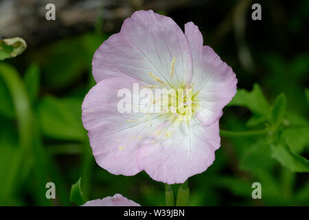 Rosa di enagra Foto Stock