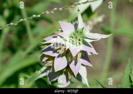 Beebalm macchiato Foto Stock